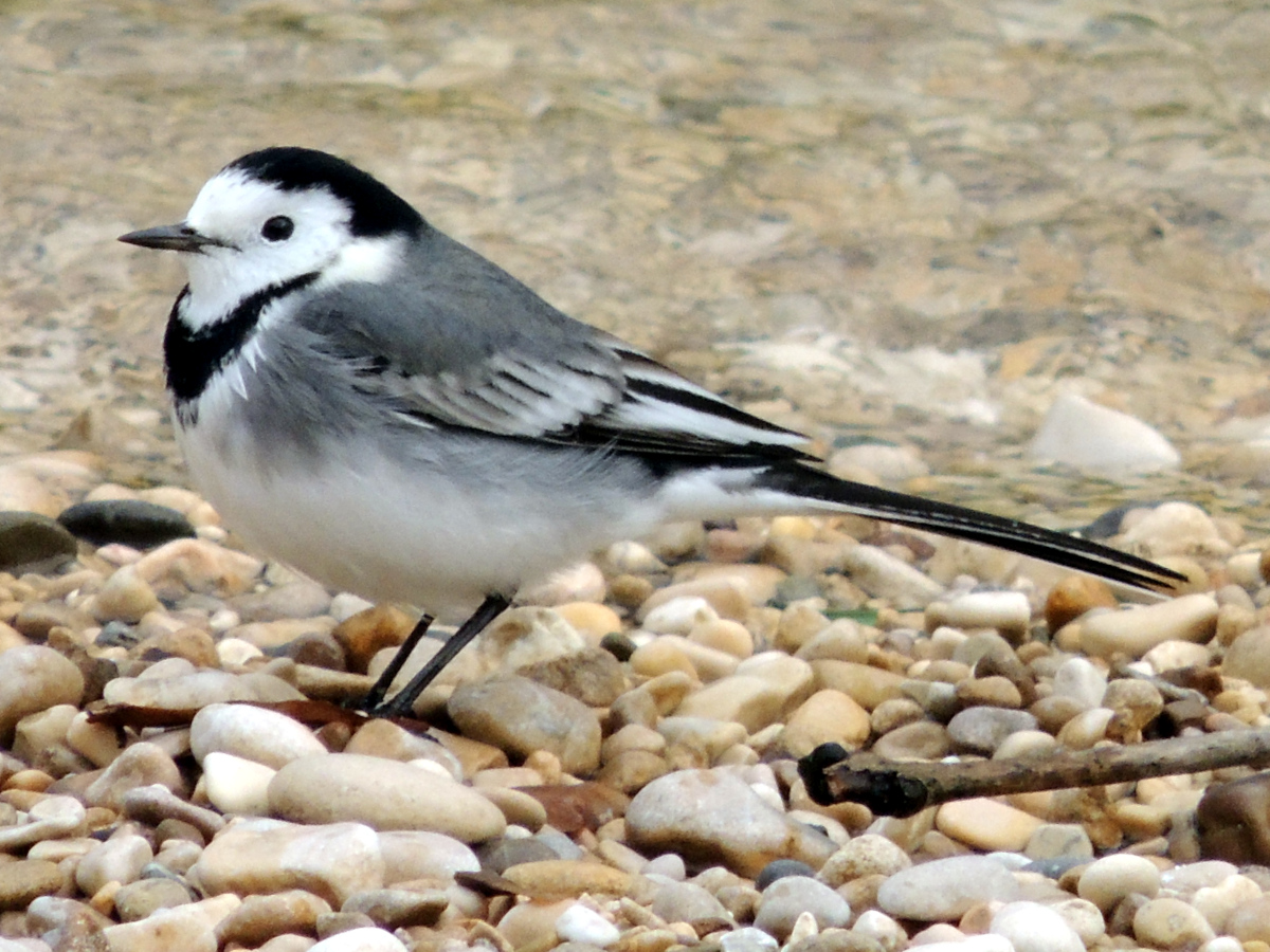 Bachstelze White Wagtail Motacilla Alba Free Bird Images