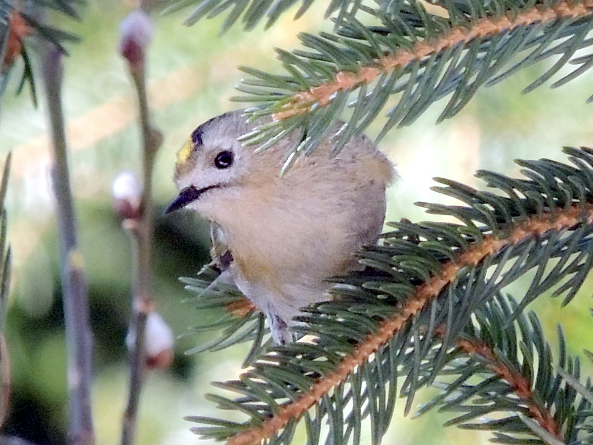 Wintergoldh nchen Goldcrest Regulus Regulus Free Bird Images Wintergoldh nchen Goldcrest Regulus Regulus Free Bird Images